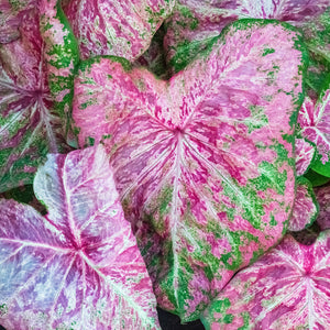 Ballet Slippers Caladiums