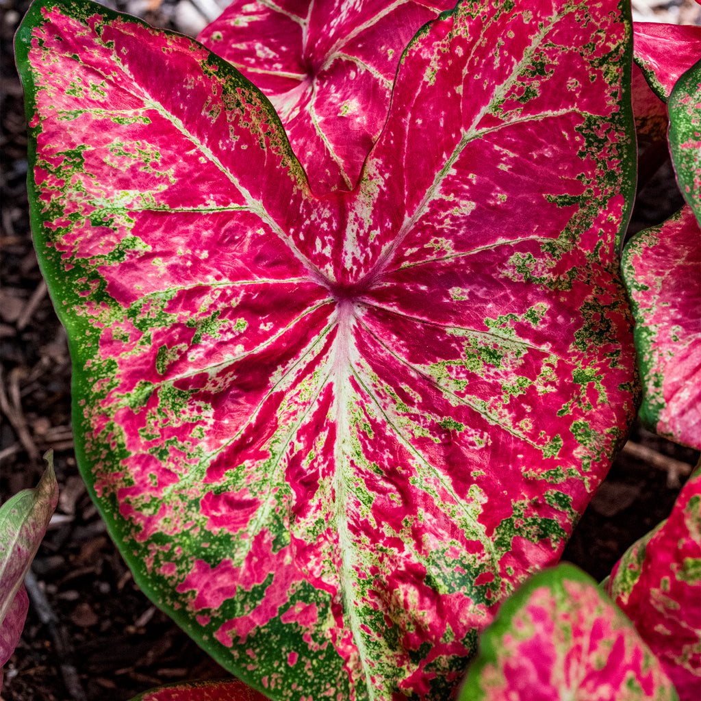 Ballet Slippers Caladiums