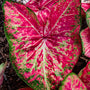 Ballet Slippers Caladiums