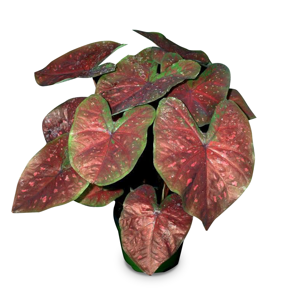 Burst My Bubble Caladiums