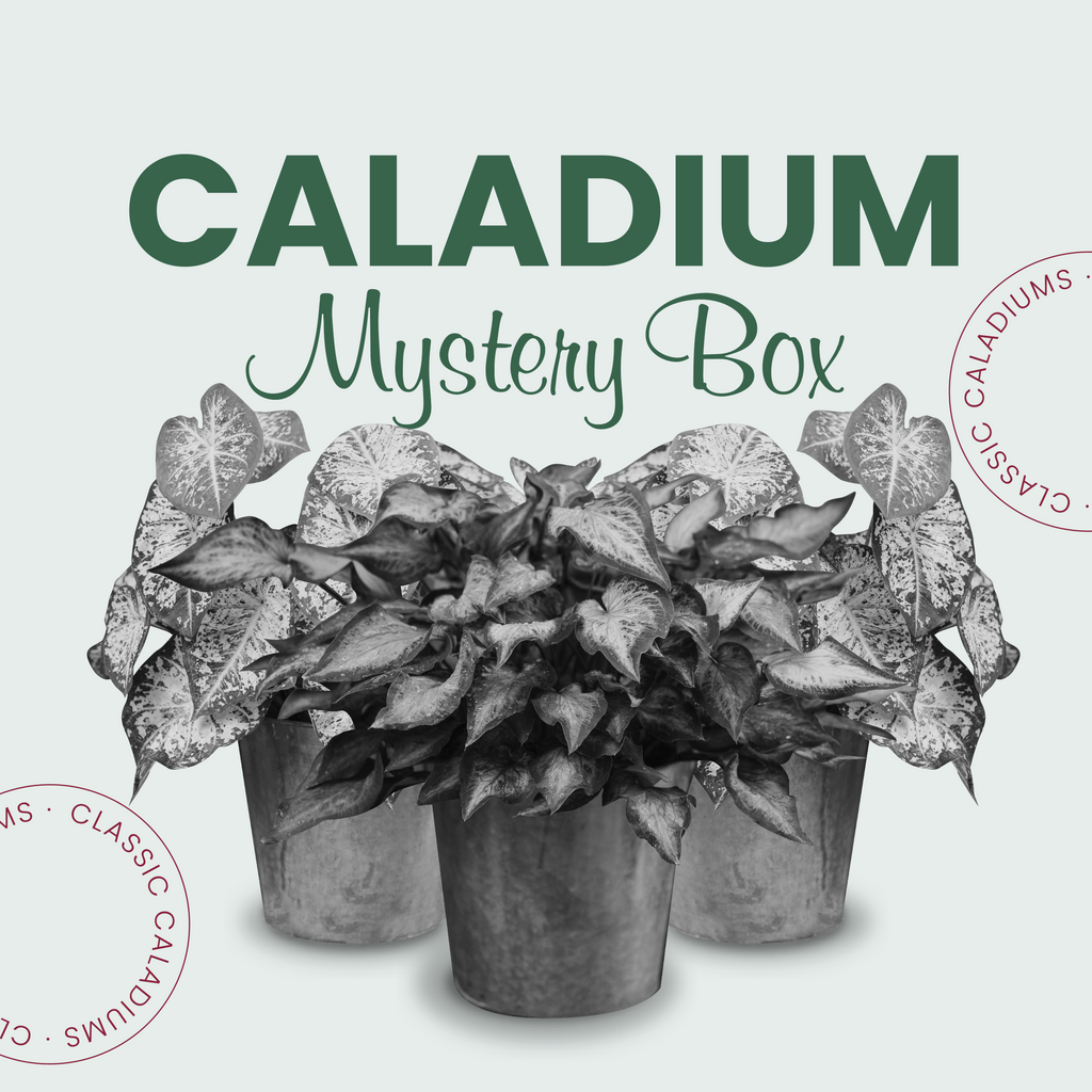 Caladium Mystery Box - Mixed Jumbos