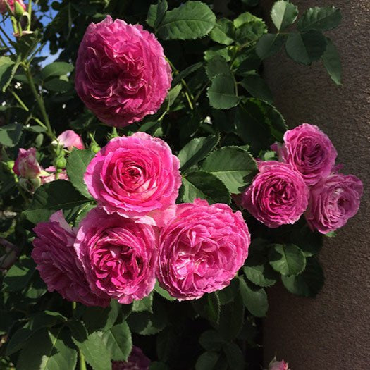 Climbing Lavender Crush™ – Bare Root Roses