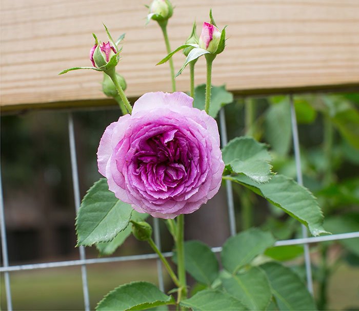 Climbing Lavender Crush™ – Bare Root Roses