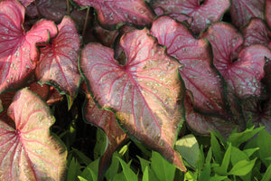 Heart to Heart® Caribbean Coral