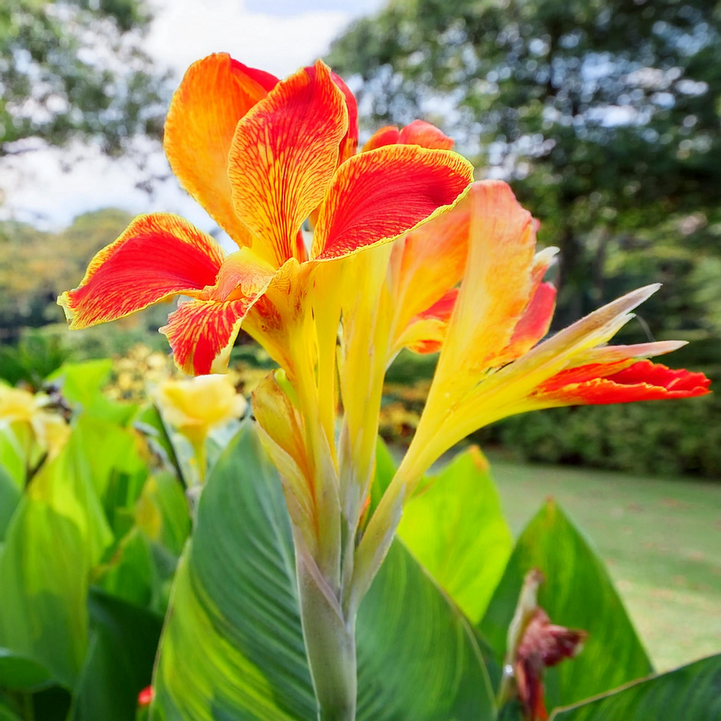 Cleopatra Canna Lily Bulbs