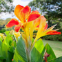 Cleopatra Canna Lily Bulbs