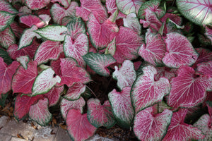 Heart to Heart® Blushing Bride