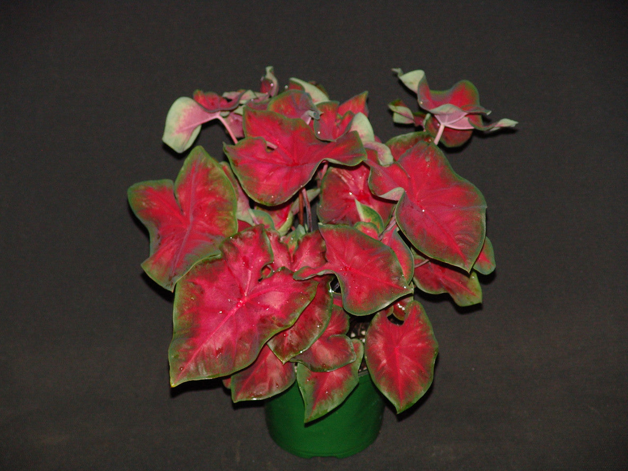 Freida Hemple Caladium Bulbs Classic Caladiums