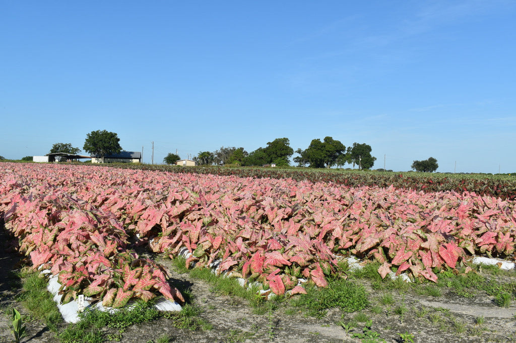 Ballet Slippers Caladiums