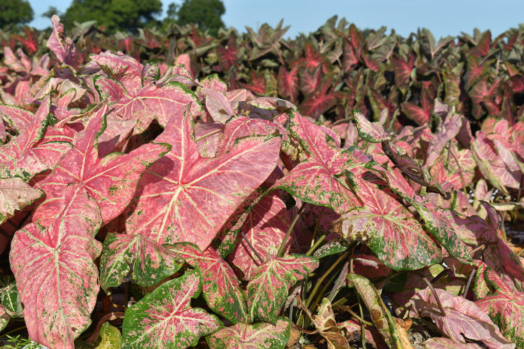 Ballet Slippers Caladiums