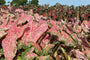 Ballet Slippers Caladiums