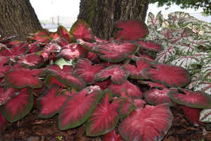 Heart to Heart® Hot Flash