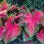 Florida Red Ruffles Jumbo Caladium Bulbs