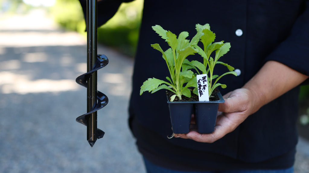 Laura’s Edition 2″ x 36″ Auger