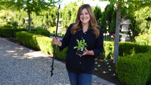 Laura’s Edition 2″ x 36″ Auger