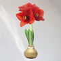 Waxed Amaryllis Bulbs