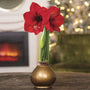 Waxed Amaryllis Bulbs