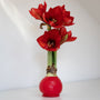 Waxed Amaryllis Bulbs