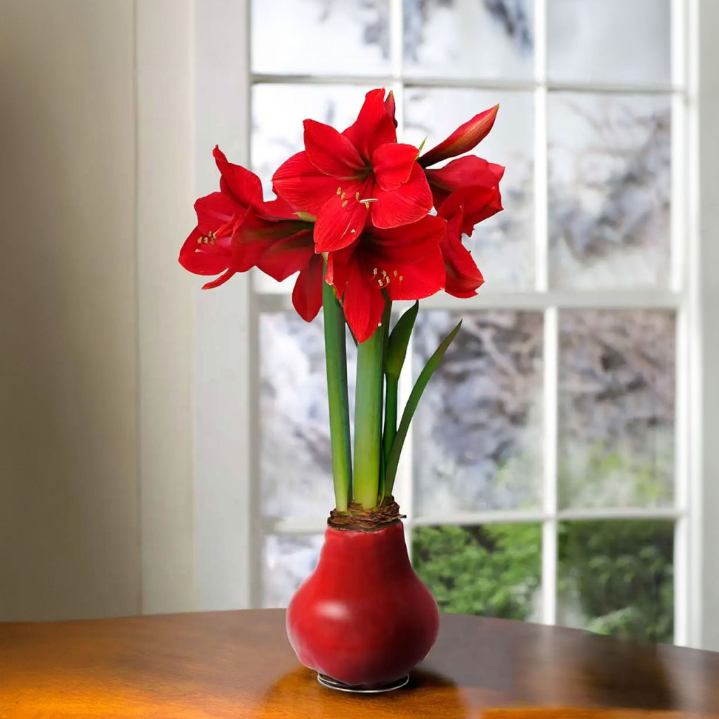 Waxed Amaryllis Bulbs