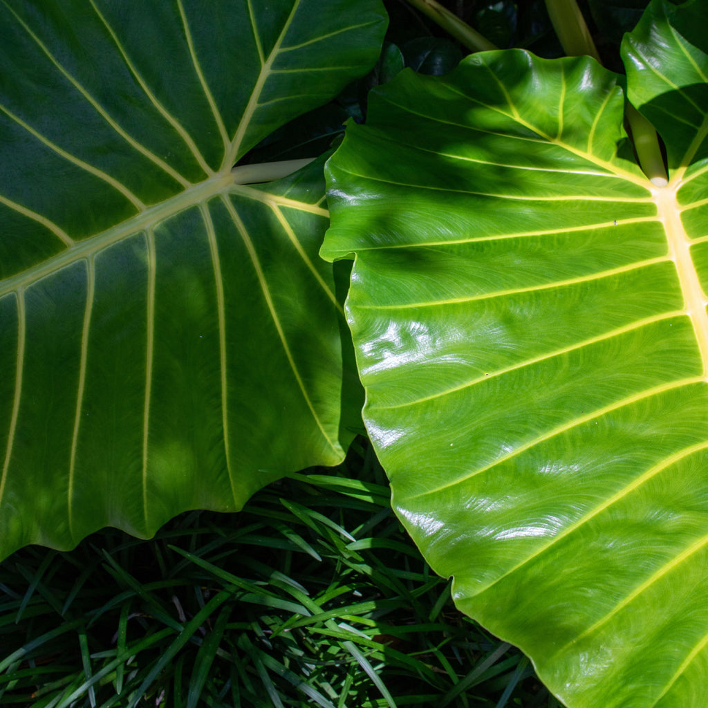 chocolate elephant ear plant Coco" Elephant Ear (Colocasia) – Classic Caladiums
