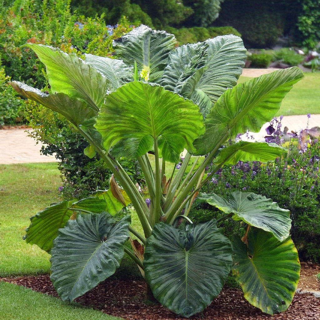 buy elephant ear plants "Coco" Elephant Ear (Colocasia)