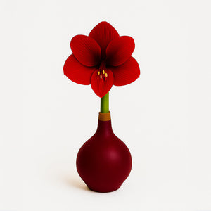 Burgundy Waxed Amaryllis