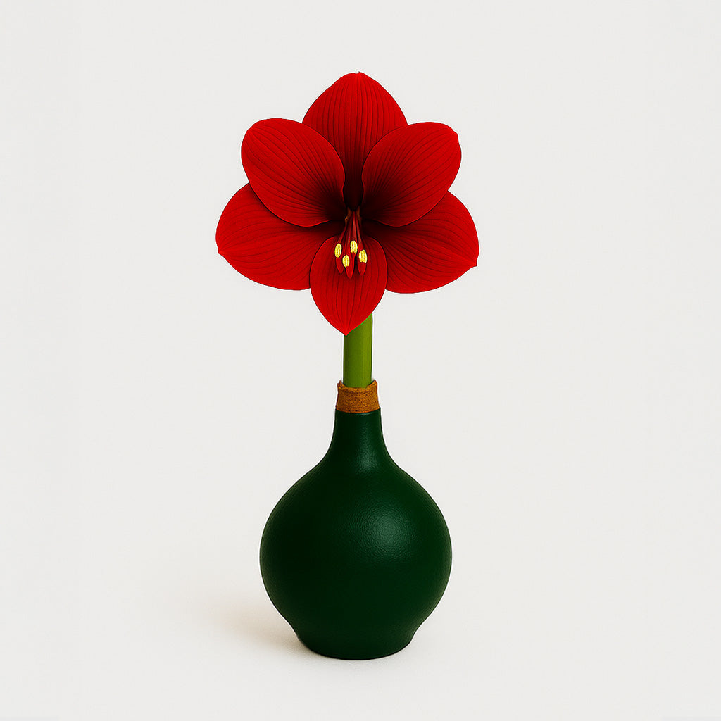 Revelation Waxed Amaryllis Bulb – Dark Green