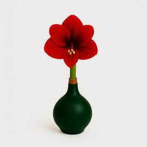 Revelation Waxed Amaryllis Bulb – Dark Green