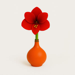 Revelation Waxed Amaryllis Bulb – Dark Orange