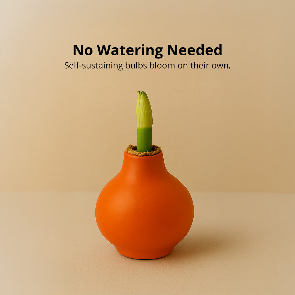 Revelation Waxed Amaryllis Bulb – Dark Orange