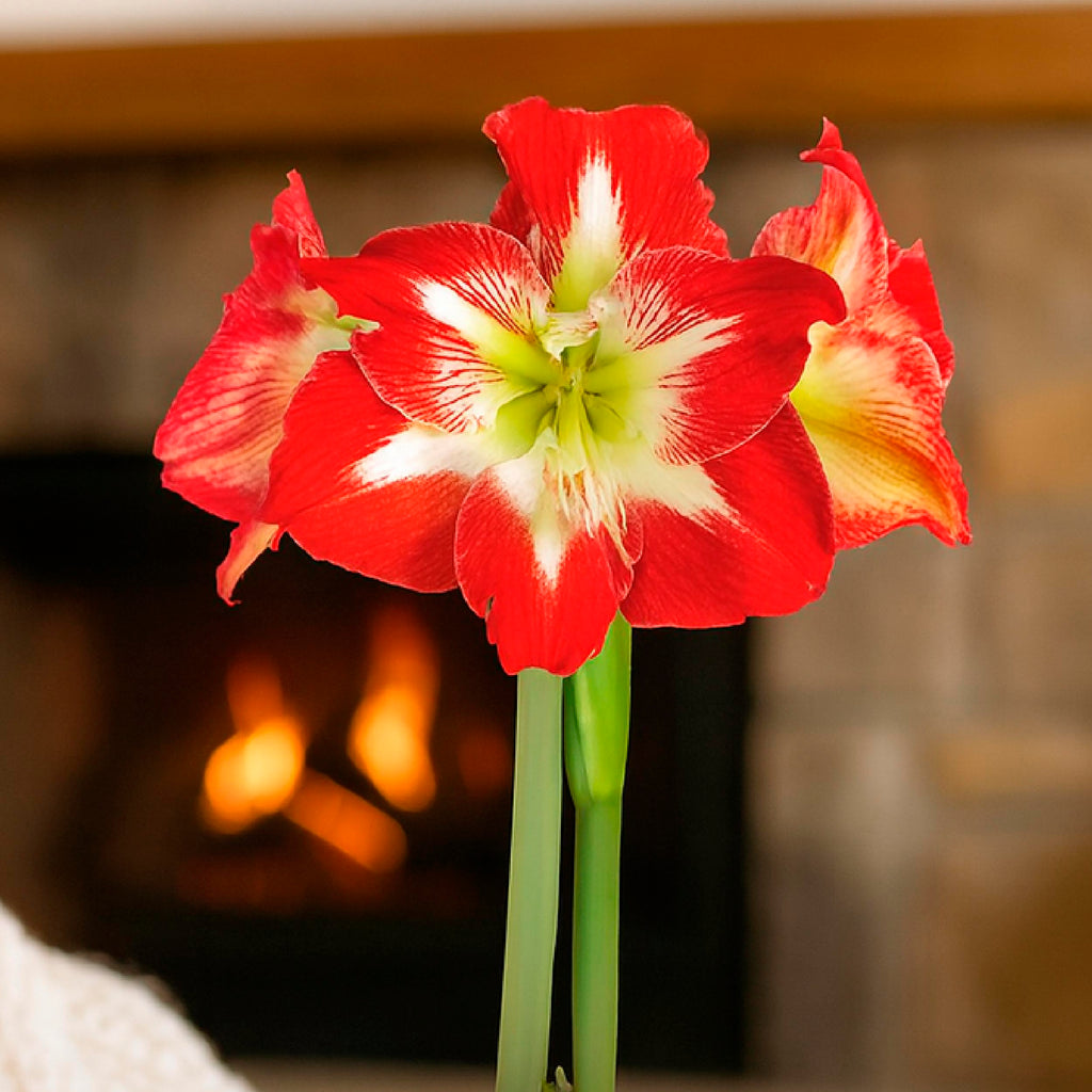 Minerva Waxed Amaryllis Bulb – Sage Glitter