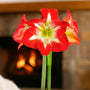 Minerva Waxed Amaryllis Bulb – Sage Glitter
