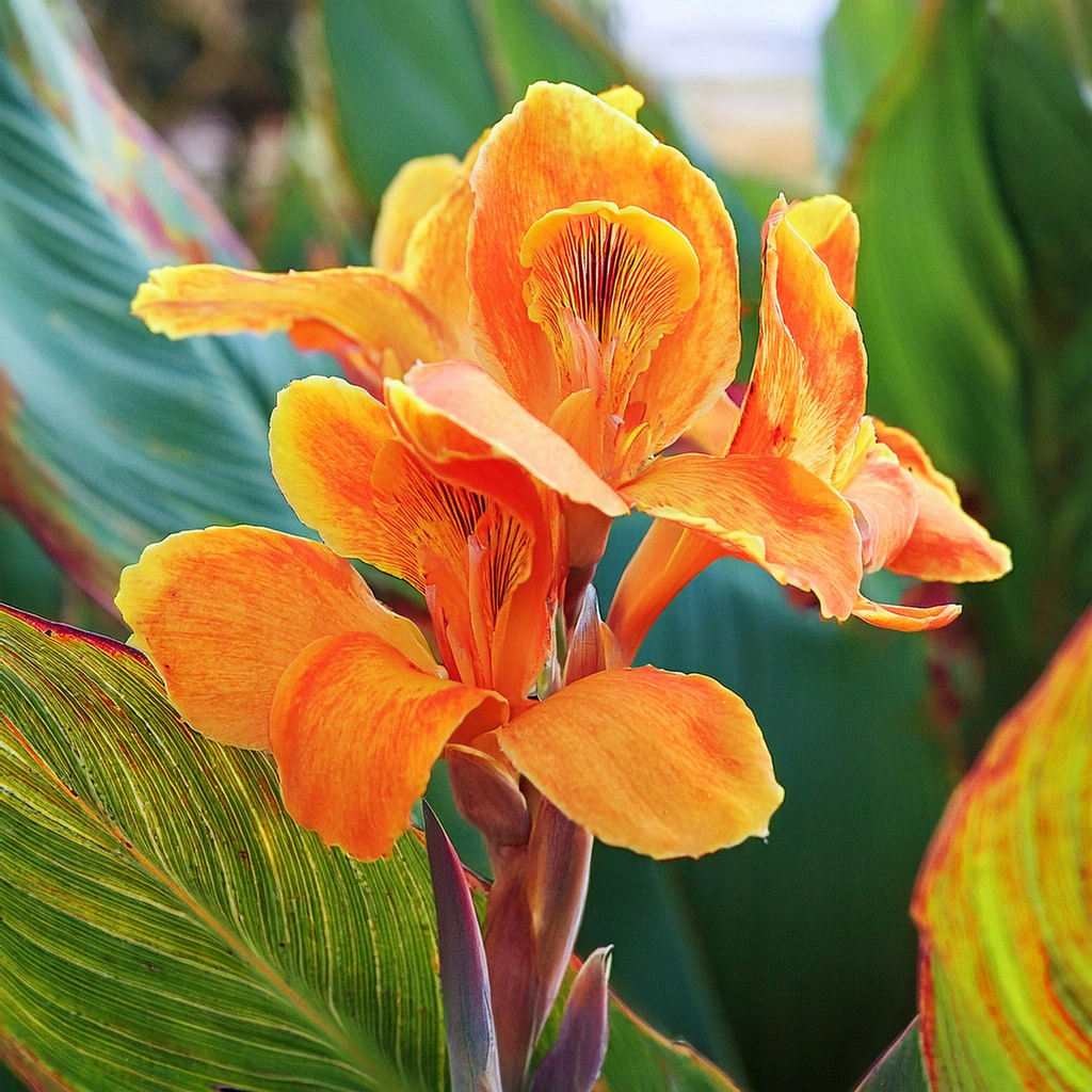 Pretoria Canna Lily Bulbs