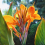 Pretoria Canna Lily Bulbs