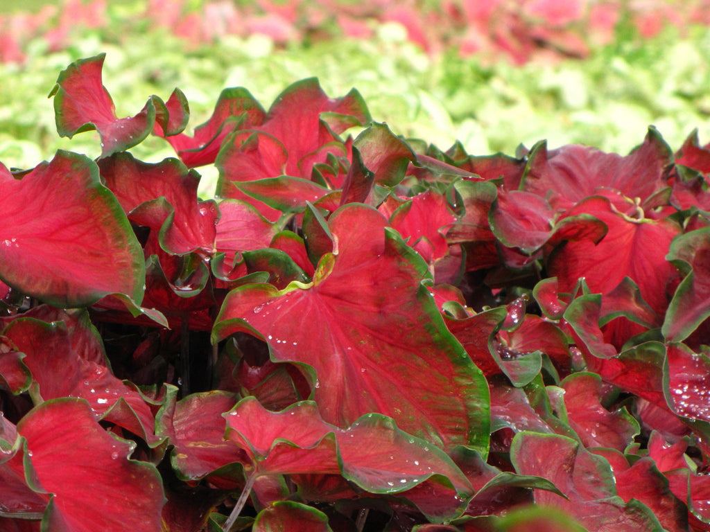 Florida Red Ruffles Caladium Bulbs – Classic Caladiums