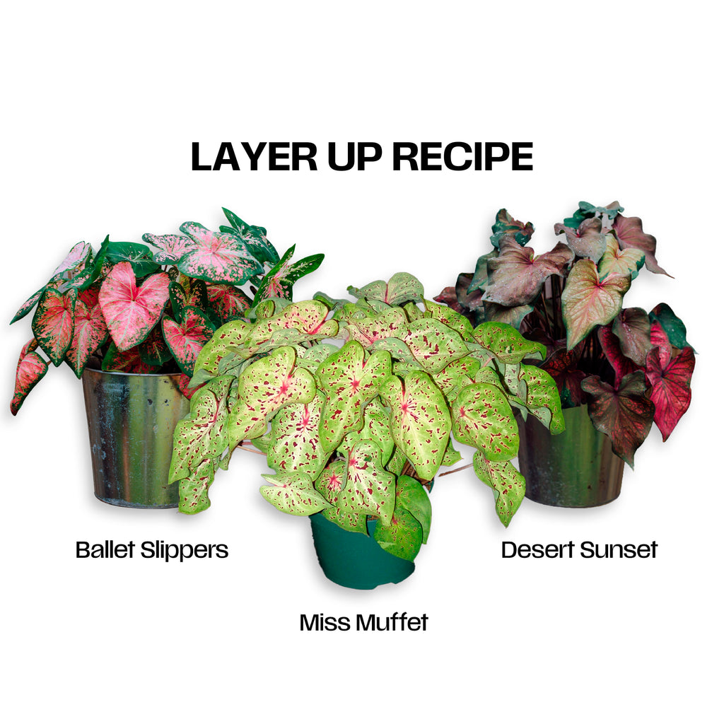Layer Up Recipe