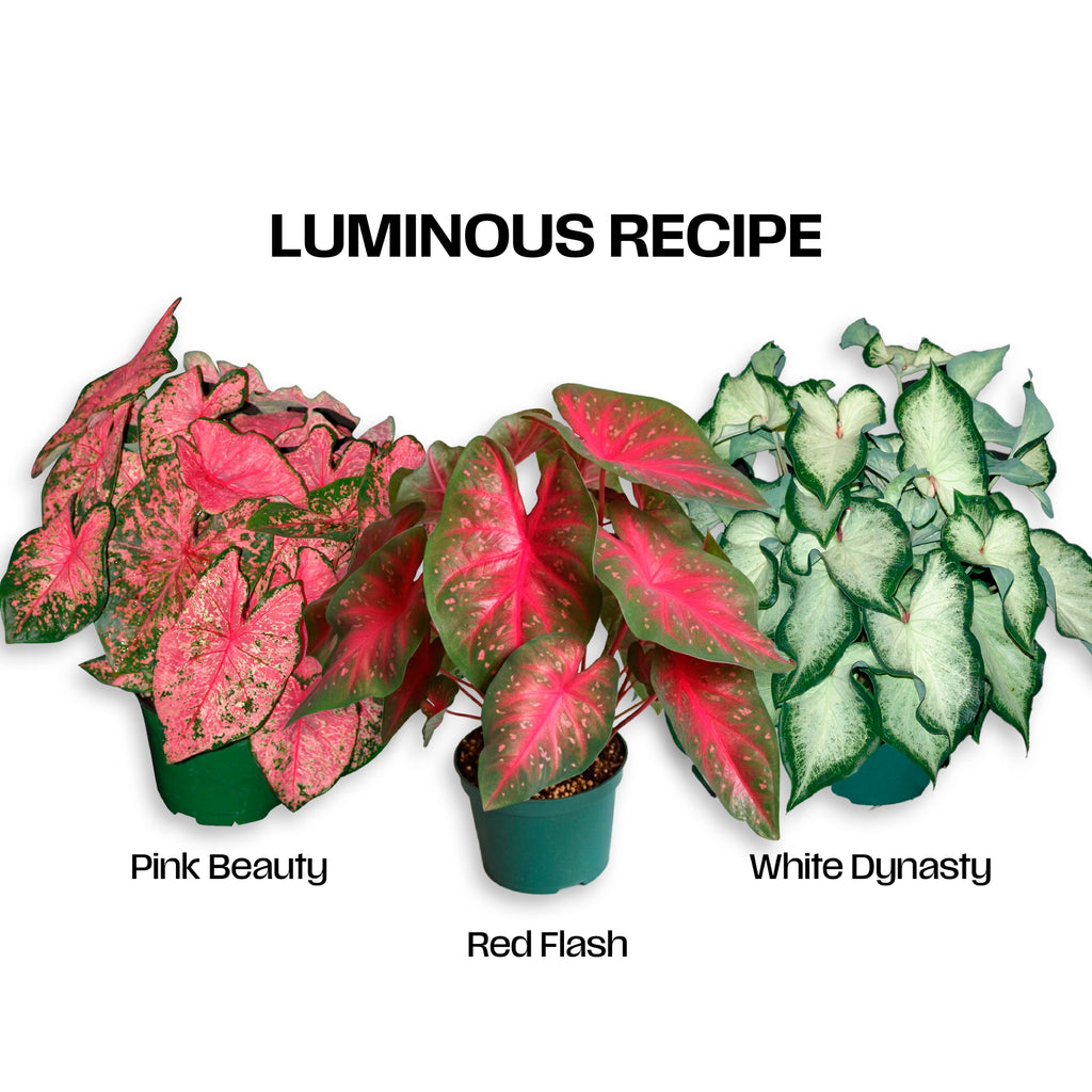 Luminous Recipe