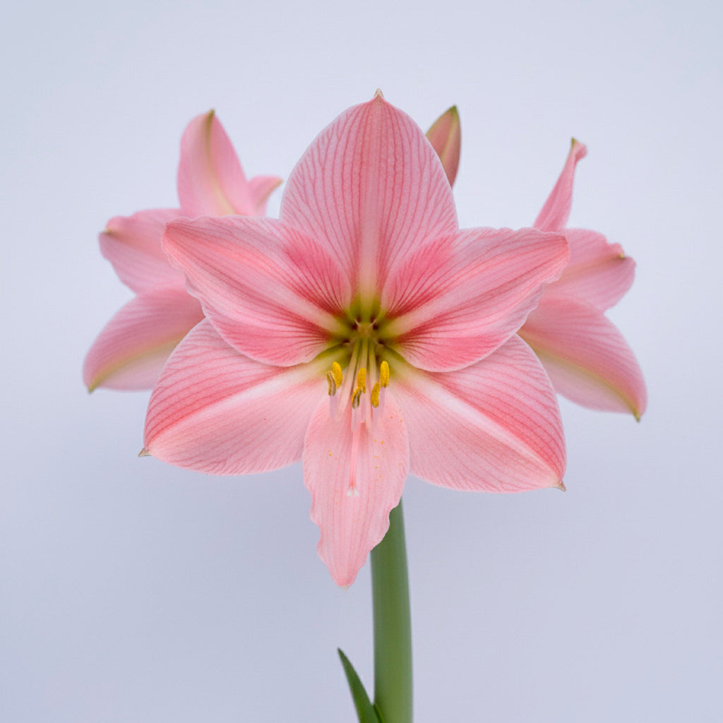 Pink Star Amaryllis – Red/Silver Glitter