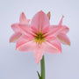 Pink Star Amaryllis – Red/Silver Glitter