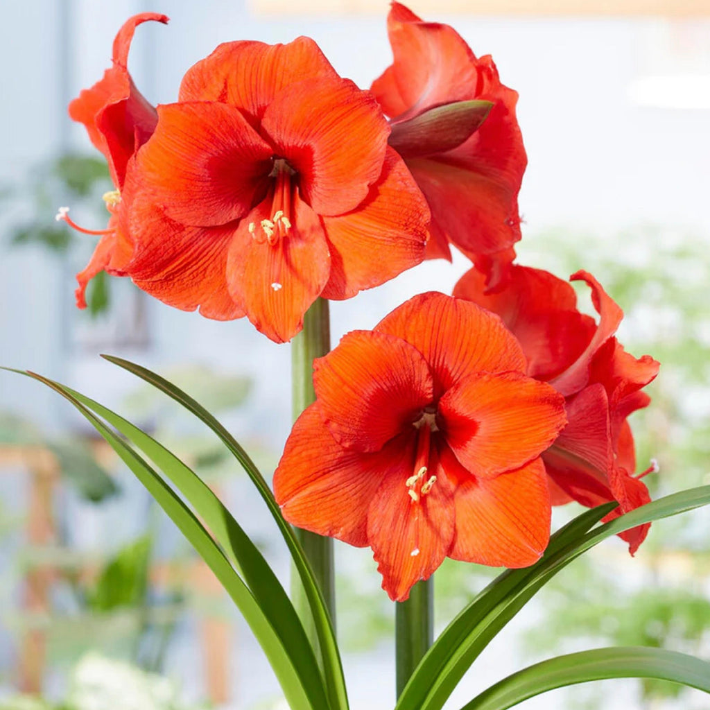 Red Peacock Amaryllis – Silver Glitter