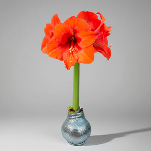 Red Peacock Amaryllis – Silver Glitter