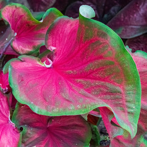 Florida Red Ruffles