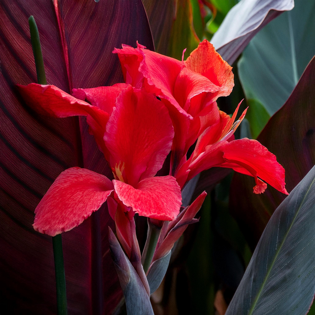 Red Velvet Canna Lily Bulbs