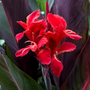 Red Velvet Canna Lily Bulbs