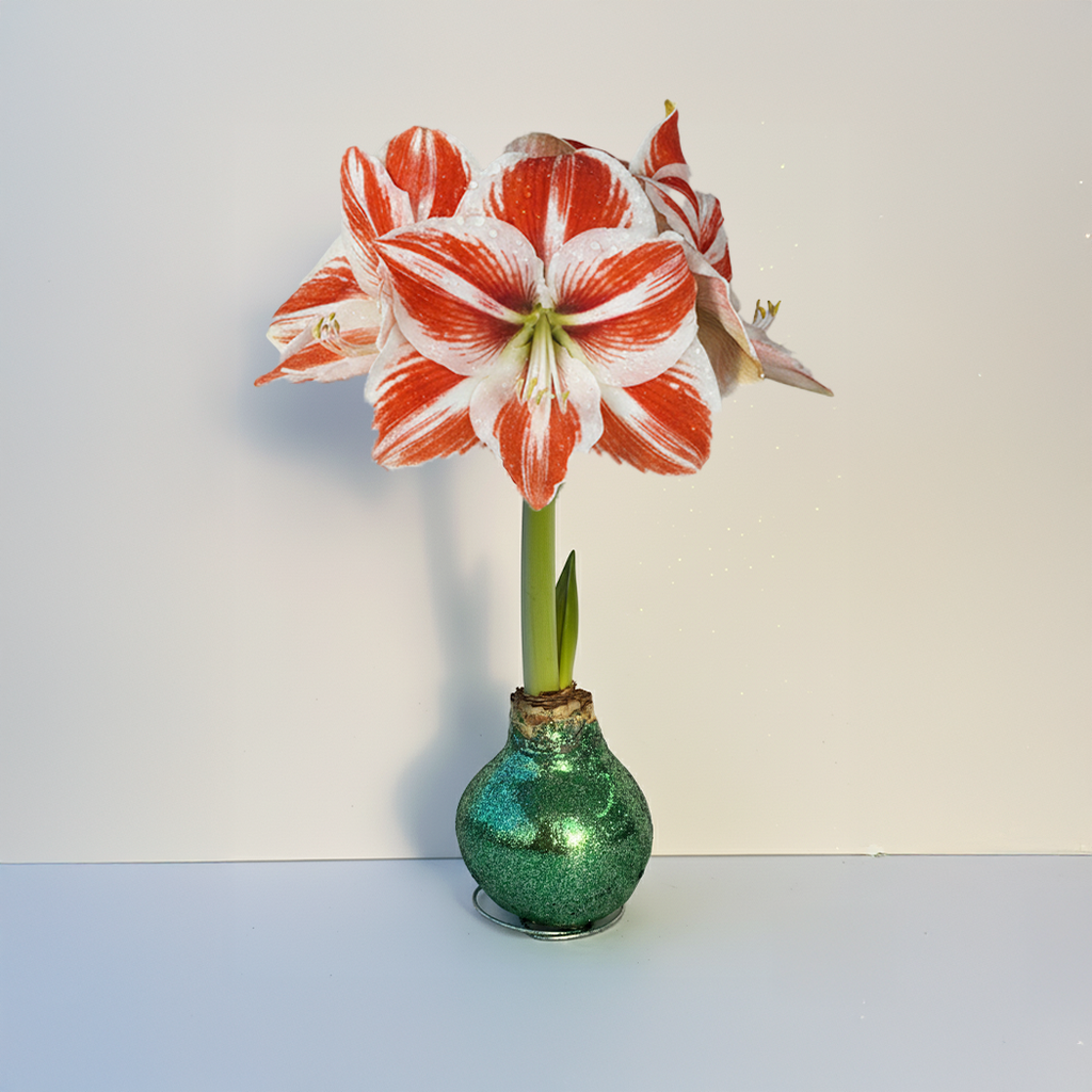 Super Star Amaryllis –  Sage Glitter