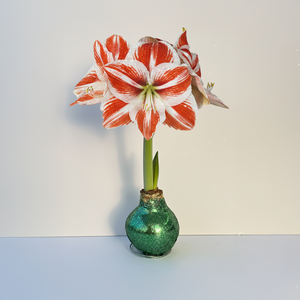 Super Star Amaryllis –  Sage Glitter