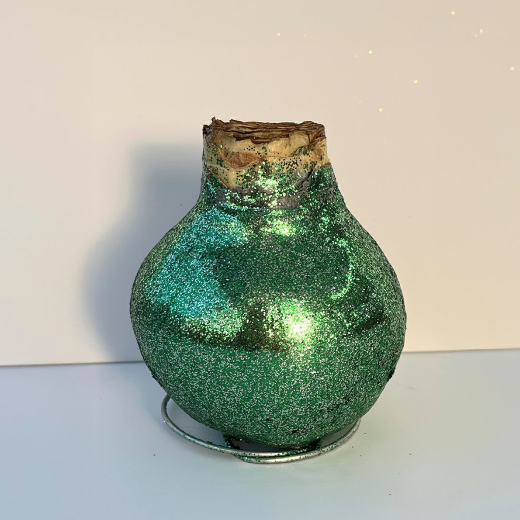 Super Star Amaryllis –  Sage Glitter