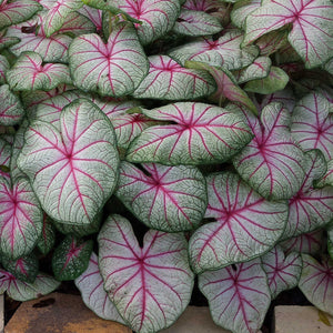 Summer Breeze Jumbo Caladium Bulbs