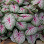 Summer Breeze Jumbo Caladium Bulbs