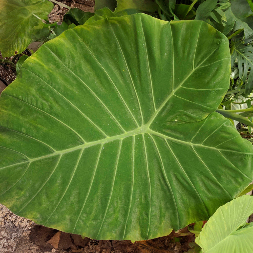 upright elephant ear plant care Upright "Calidora" Elephant Ear Bulbs